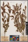 Foto von Salix aurita L. x Salix purpurea L.